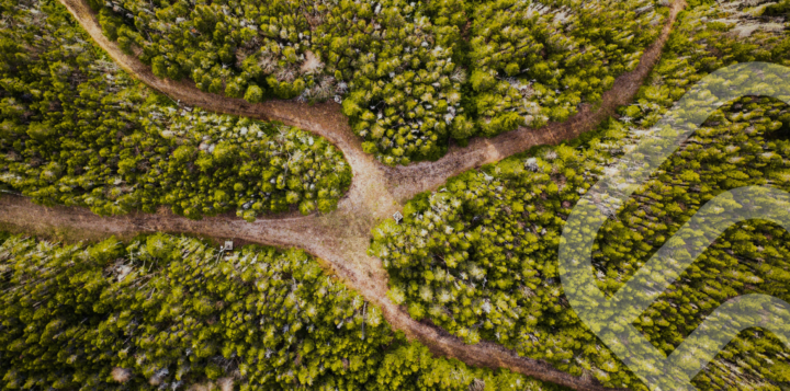Multiple roads in a forrest